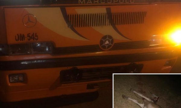 Bus choca y mata a una vaca
