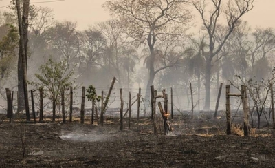 HOY / Ayudarán a reforestar bosques consumidos por las llamas