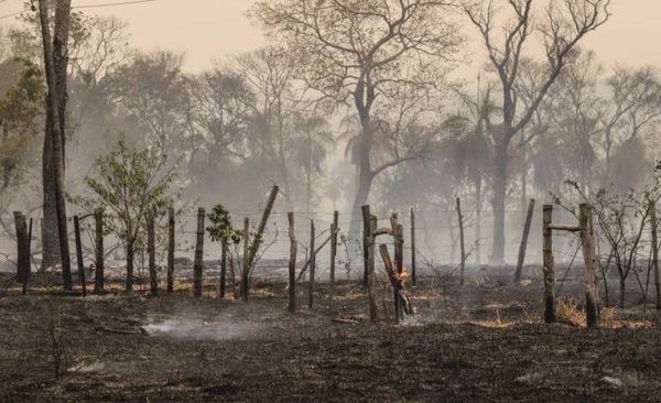 HOY / Ayudarán a reforestar bosques consumidos por las llamas