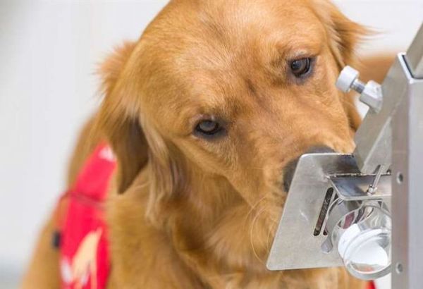 Síntomas de covid-19: los perros pueden detectarlos 5 días antes de que empiecen