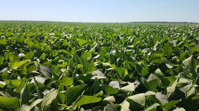 El precio de la soja mantiene tendencia alcista, en Paraguay cotiza US$ 370 por tonelada