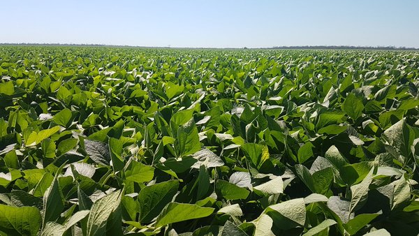 El precio de la soja mantiene tendencia alcista, en Paraguay cotiza US$ 370 por tonelada