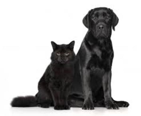 Octubre mes de alerta roja para gatos y perros negros y blancos » San Lorenzo PY