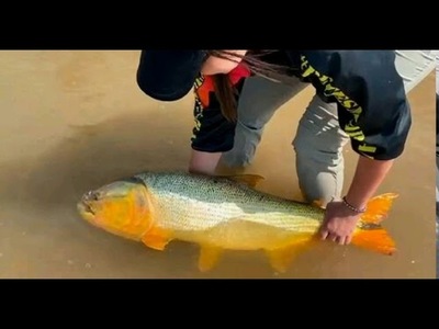 Una pescadora capturó un dorado de 14 kilos y lo devolvió al río Paraná