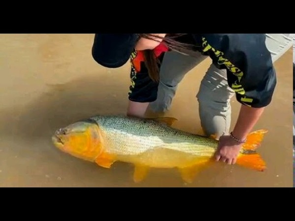 Una pescadora capturó un dorado de 14 kilos y lo devolvió al río Paraná