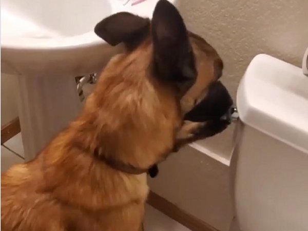 "Mono": ¡El perro que usa el baño como cualquier ser humano!