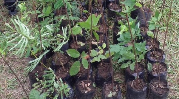 Plantatón 2020: Prevén plantar 2.000 árboles en la Costanera de Asunción » Ñanduti