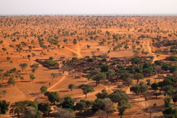 Detectan millones de árboles “invisibles” en el desierto del Sáhara
