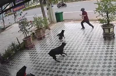 Joven se salvó del ataque de unos perros imitando al señor Miyagi de 'Karate Kid' - SNT