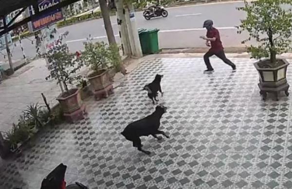 Joven se salvó del ataque de unos perros imitando al señor Miyagi de 'Karate Kid' - SNT