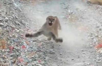 Video registra la angustiosa persecución de un puma a un corredor en Utah - SNT
