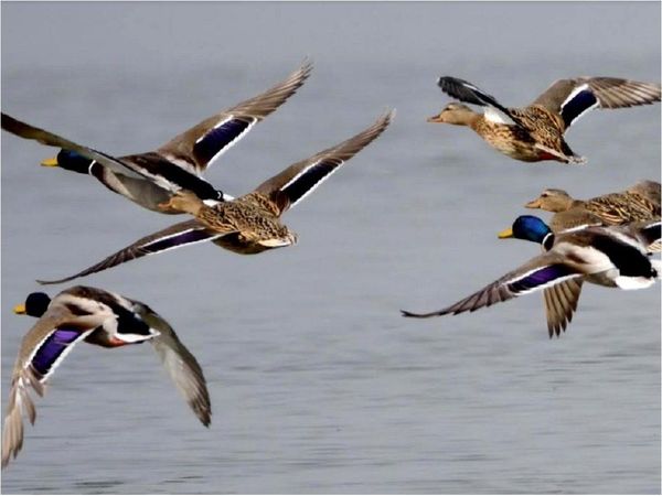 Las rayas de los animales indican al grupo en qué dirección huir