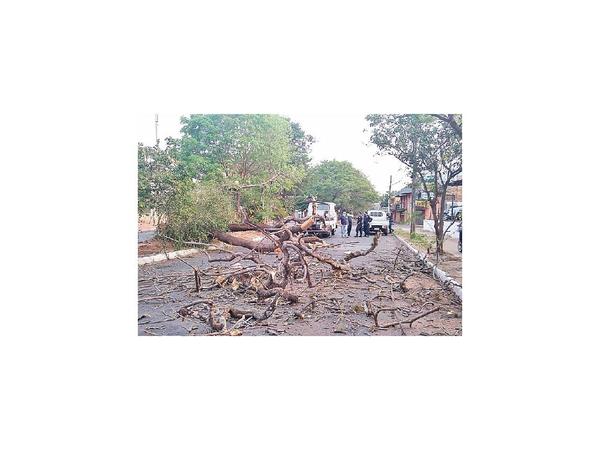 Temporal deja árboles caídos en varias ciudades de Central