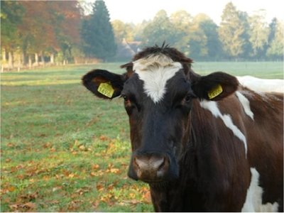 Las vacas, como los humanos, prefieren comunicación cara a cara