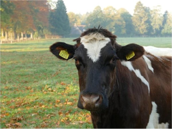 Las vacas, como los humanos, prefieren comunicación cara a cara