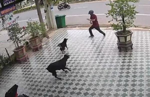 Joven se salvó del ataque de unos perros imitando al señor Miyagi de 'Karate Kid' - C9N