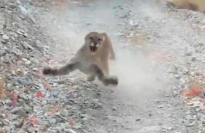 Video registra la angustiosa persecución de un puma a un corredor en Utah - C9N