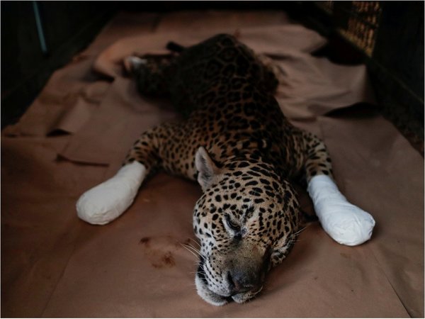 Amanaci, el jaguar que no sabe si podrá volver al Pantanal
