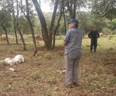Denuncian abigeato en Hernandarias