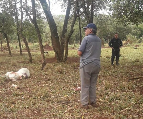 Denuncian abigeato en Hernandarias