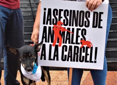Proyecto pretende elevar a 8 años de cárcel el maltrato animal