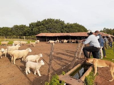 Preocupa robo de ovejas de raza en San Ignacio, Misiones