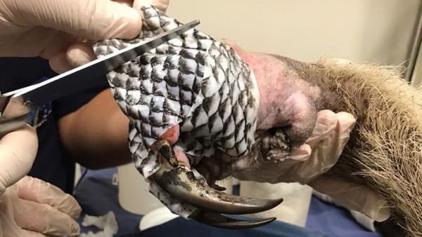 Brasil: Animales heridos durante incendio del pantanal, reciben tratamiento con piel de tilapia