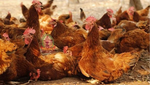 Huevos Doña Anita: Una empresa comprometida con el bienestar animal (gallinas son respetadas y criadas al aire libre)