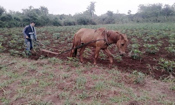 Tardía pero beneficiosa, la lluvia da esperanzas al agro - Nacionales - ABC Color