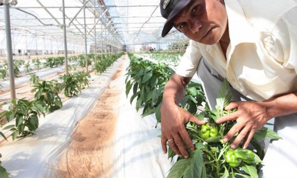 En Día Mundial de la Alimentación instan al Paraguay a promover dietas más asequibles y saludables » Ñanduti