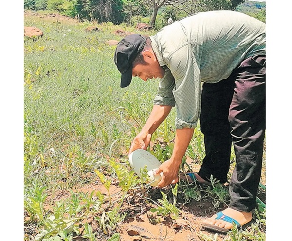 1.200 hectáreas de sandías se perdieron en Altos ante falta de sequía