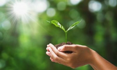 Salvar la naturaleza: cuál es la estrategia de Europa