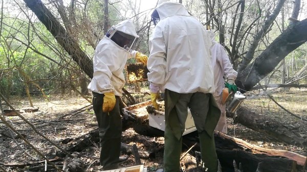Continúan trabajos de fortalecimiento de apicultora en comunidades ribereñas