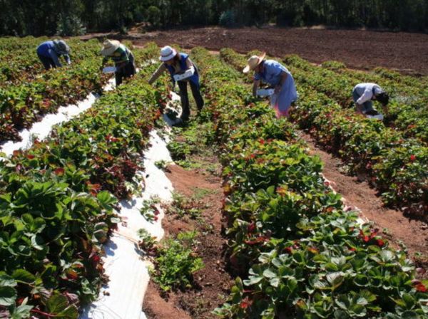 Misiones: Verifican proyectos enfocados en seguridad alimentaria de familias rurales