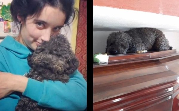 Conmueve el amor de Benito, el perro que visita a su dueña que murió hace 4 años | Noticias Paraguay