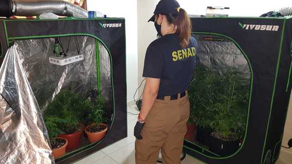 Marihuana Vip: Decretan prisión de jóvenes “emprendedores” - Megacadena — Últimas Noticias de Paraguay