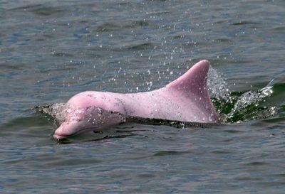 El coronavirus hace que los delfines rosados vuelvan a Hong Kong