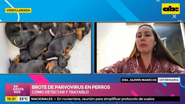 ¿Cómo detectar y tratar el parvovirus en nuestros perros? - Ensiestados - ABC Color