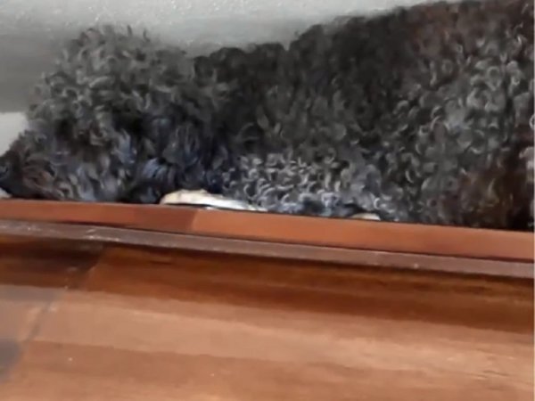 Benito, el caniche que visita la tumba de su dueña a 4 años de su muerte