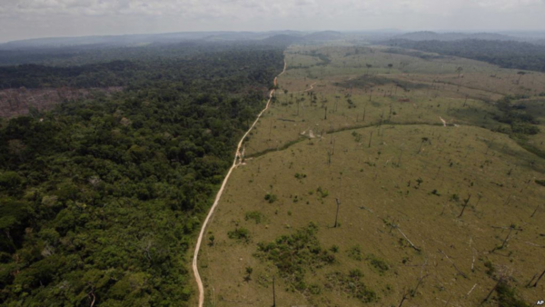 “Deforestadores son minoría”