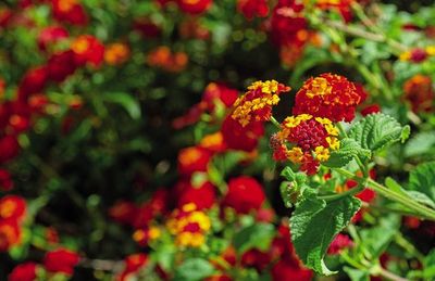 Alegres lantanas - ABC Revista - ABC Color