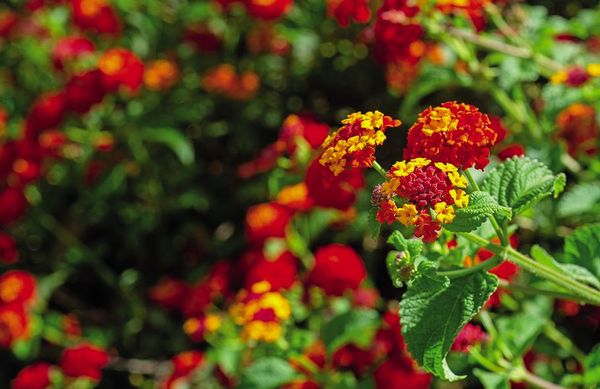 Alegres lantanas - ABC Revista - ABC Color
