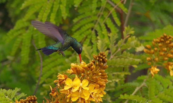 Este sábado se realiza evento mundial de observación de aves