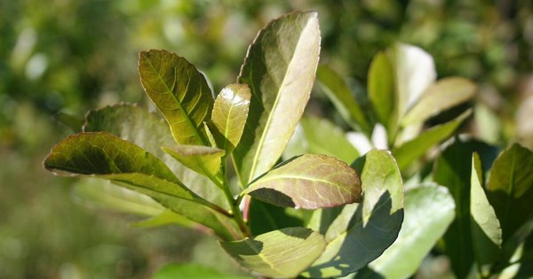 La Nación / El “vicio” de la yerba mate