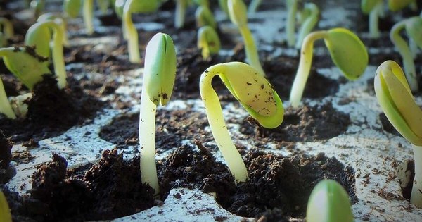 La Nación / Lluvias caídas recientemente dan luz verde a la siembra de soja