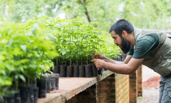 ¿Por qué es importante arborizar en estos tiempos de crisis?