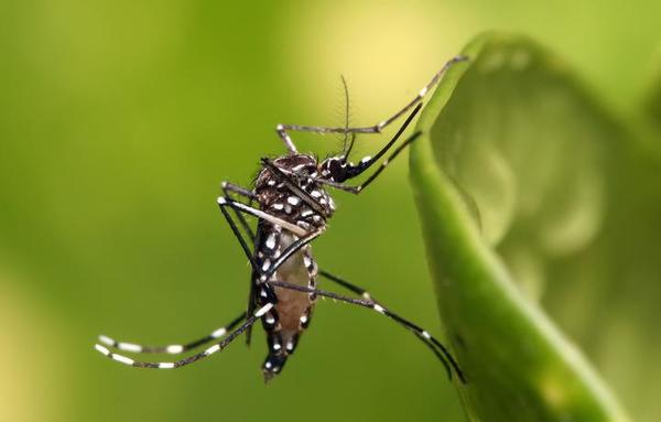 Advierten que se acerca la época del dengue e instan a prevenir y eliminar criaderos