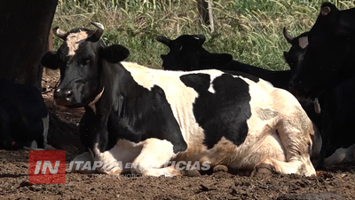 PRODUCCIÓN DE LECHE BAJÓ A RAÍZ DE LA SEQUÍA