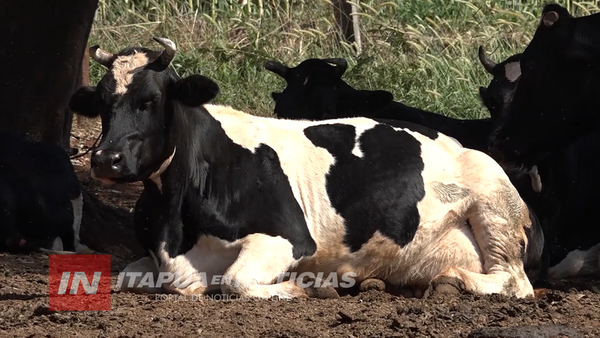 PRODUCCIÓN DE LECHE BAJÓ A RAÍZ DE LA SEQUÍA