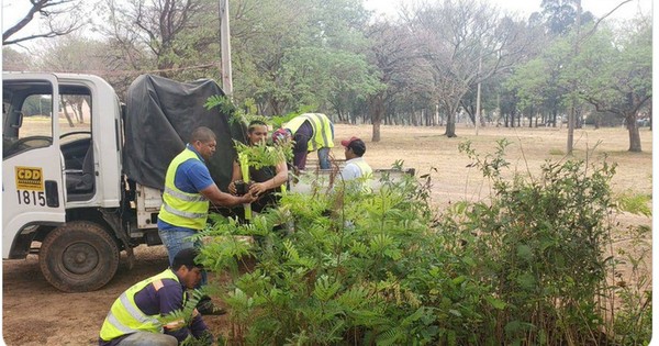 La Nación / Plantarán 100 árboles en compensación ambiental por el Corredor Vial Botánico